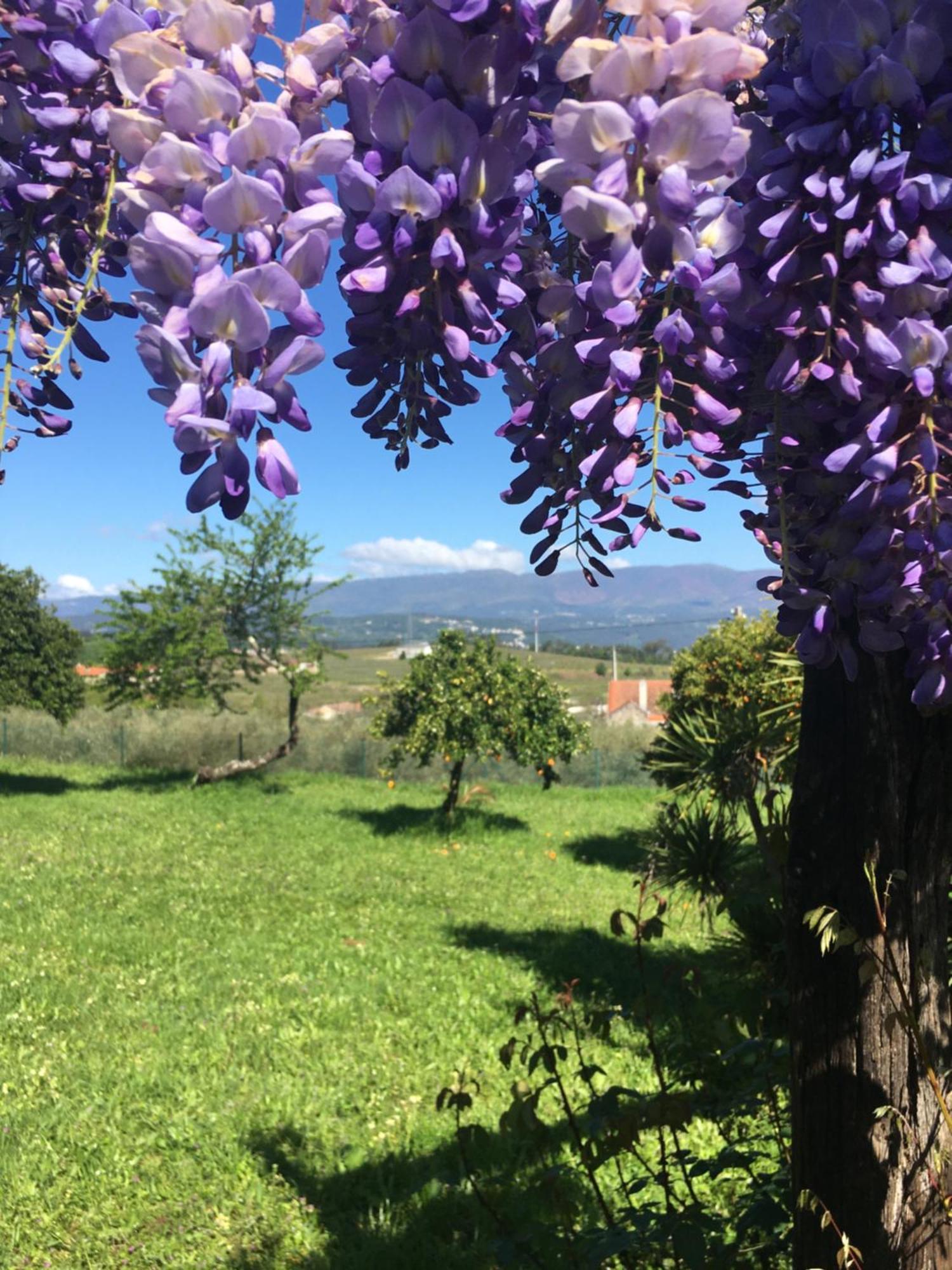 Quinta De Mocamedes - Turismo De Habitacao Hotel Vouzela Kültér fotó